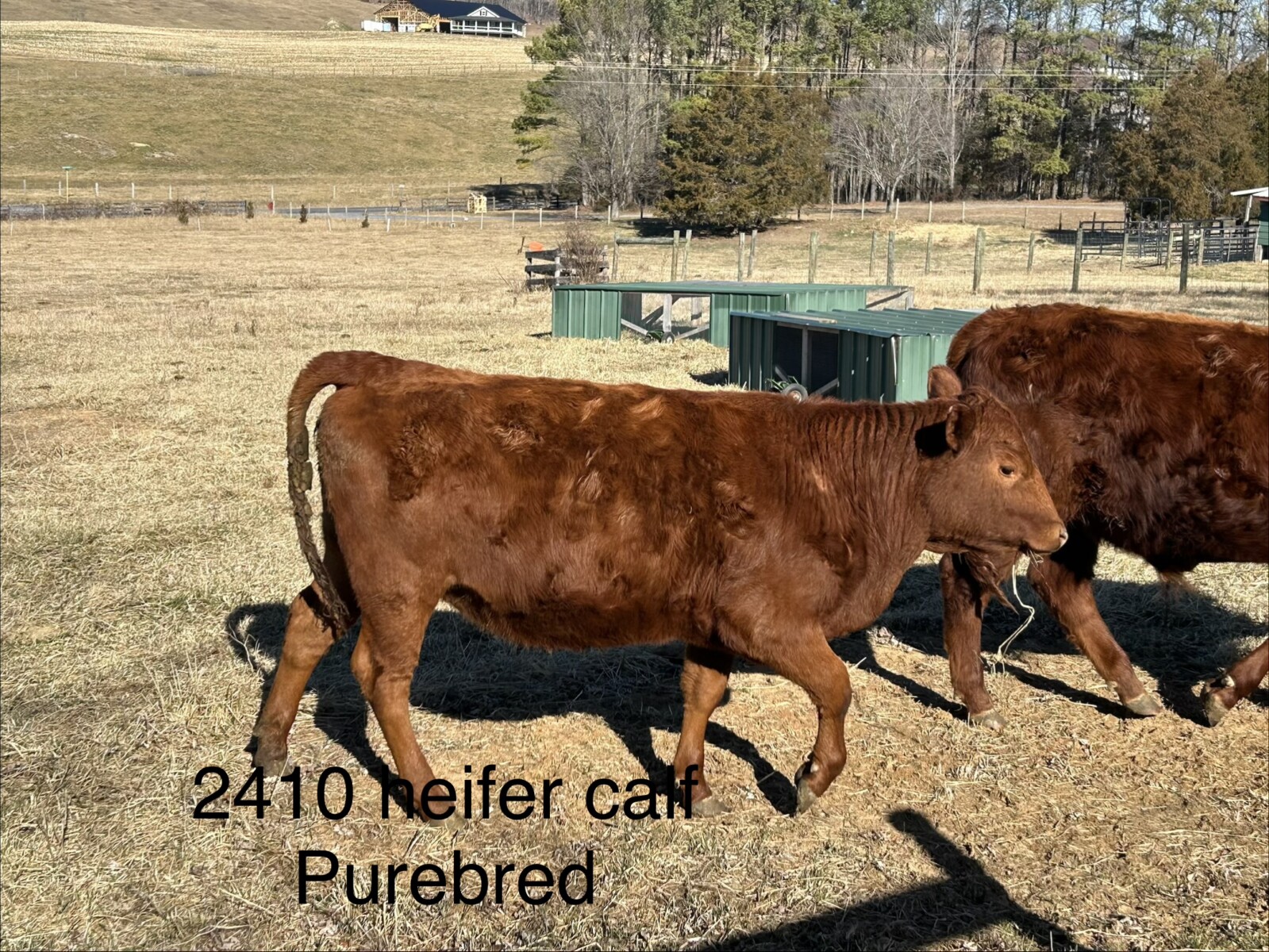 1 Fullblood Heifer & 1 Purebred Heifer