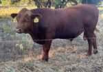 Fullblood South Poll Bull