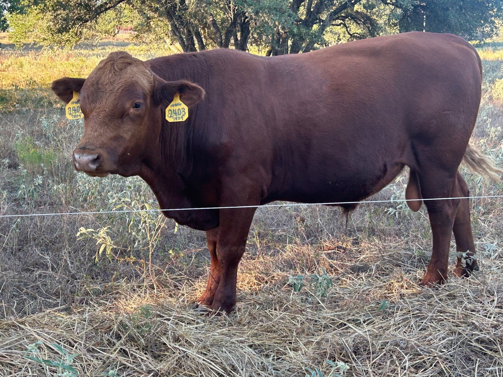 Fullblood South Poll Bull
