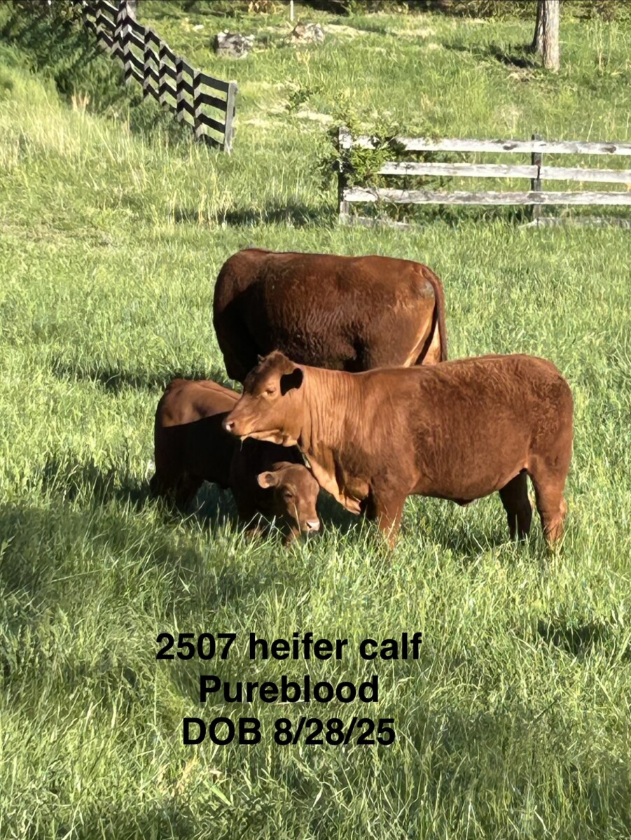 1 Fullblood Heifer & 1 Purebred Heifer