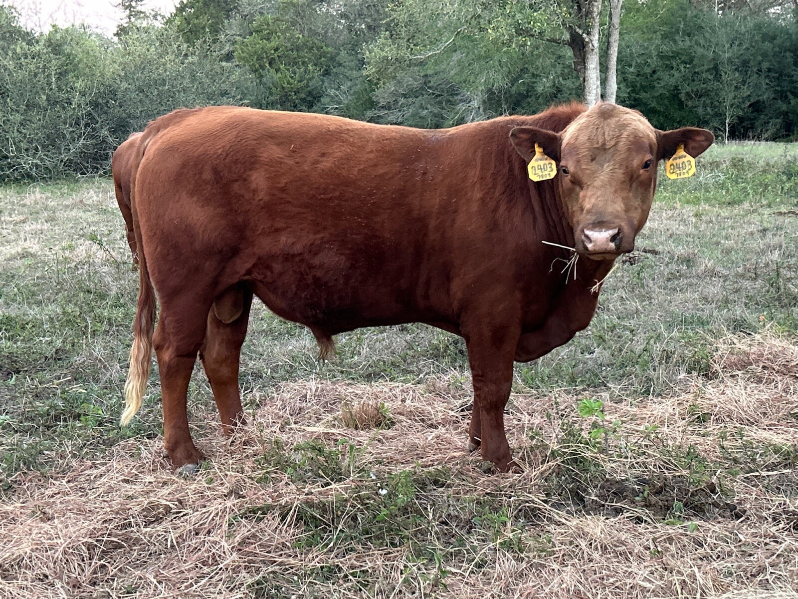 Fullblood South Poll Bull