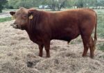 Fullblood South Poll Bull