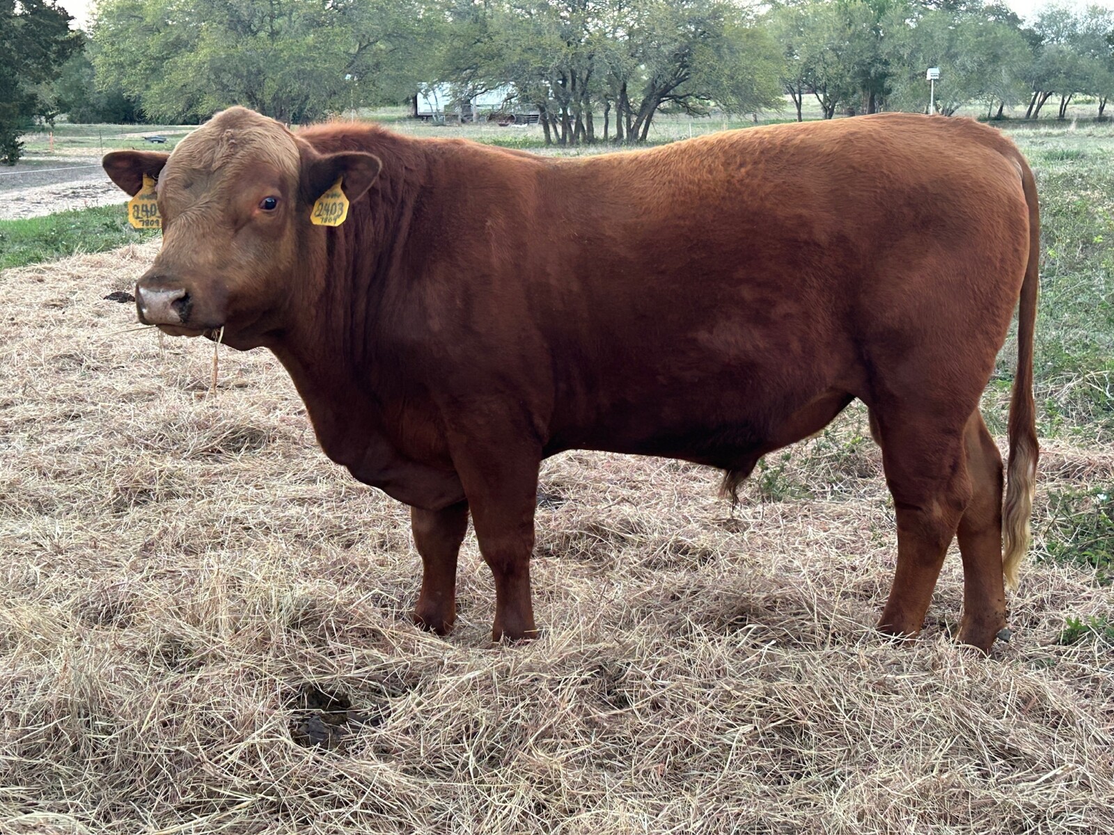 Fullblood South Poll Bull