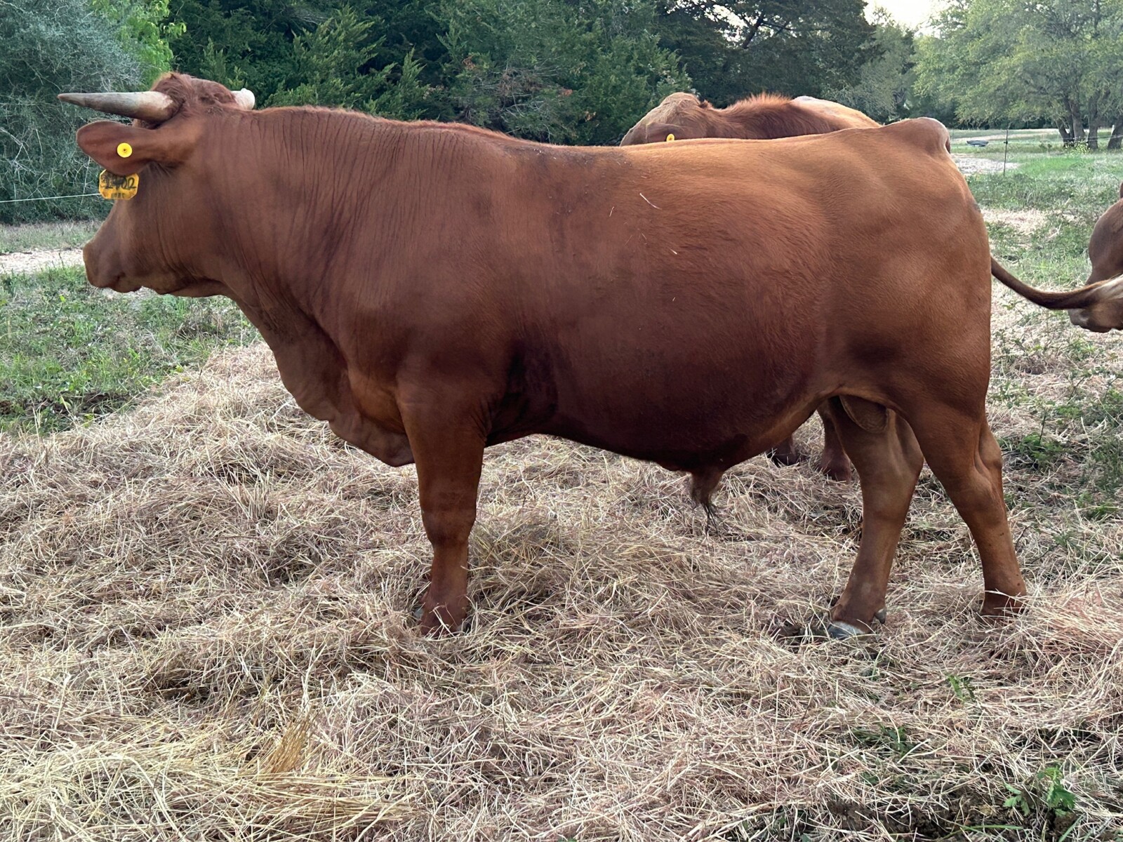 Full blood South Poll Bull