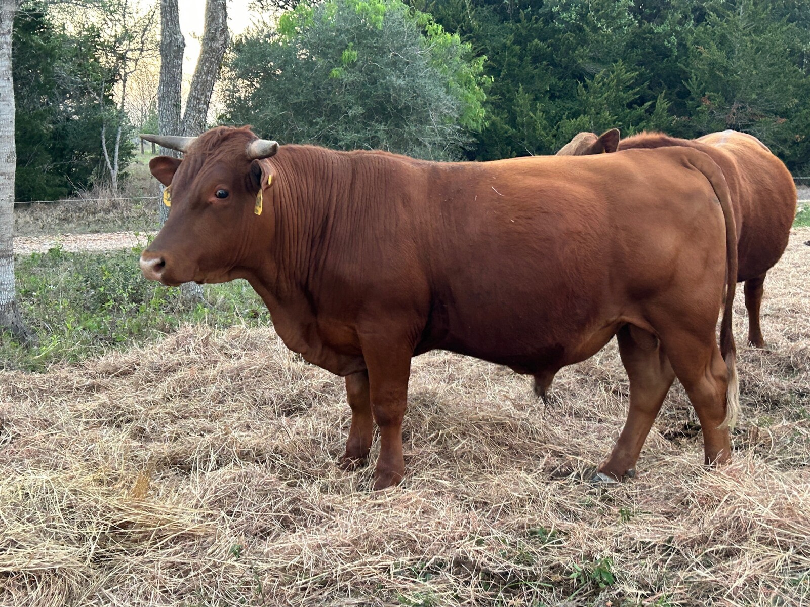 Full blood South Poll Bull