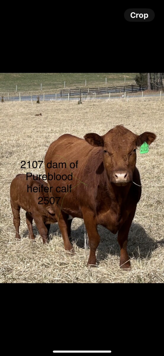 1 Fullblood Heifer & 1 Purebred Heifer