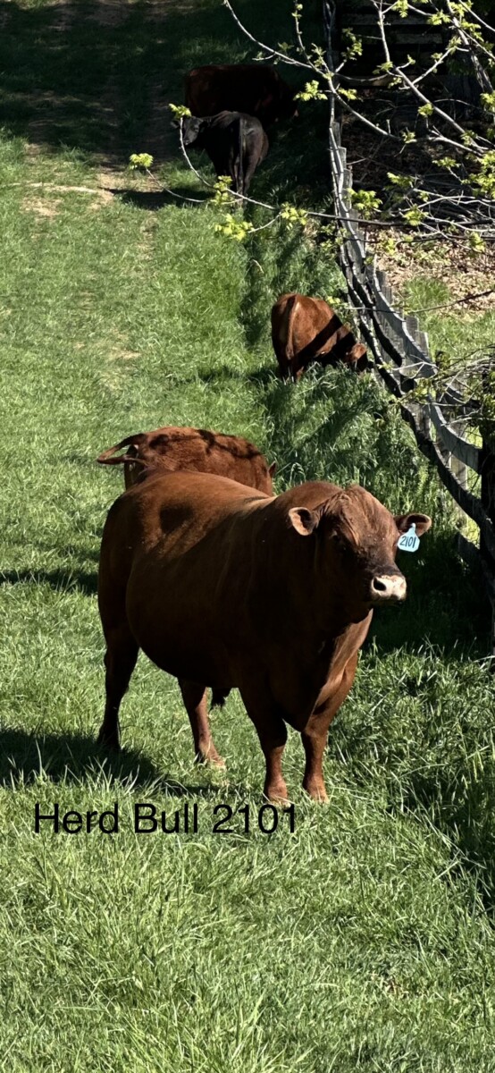 1 Fullblood Heifer & 1 Purebred Heifer