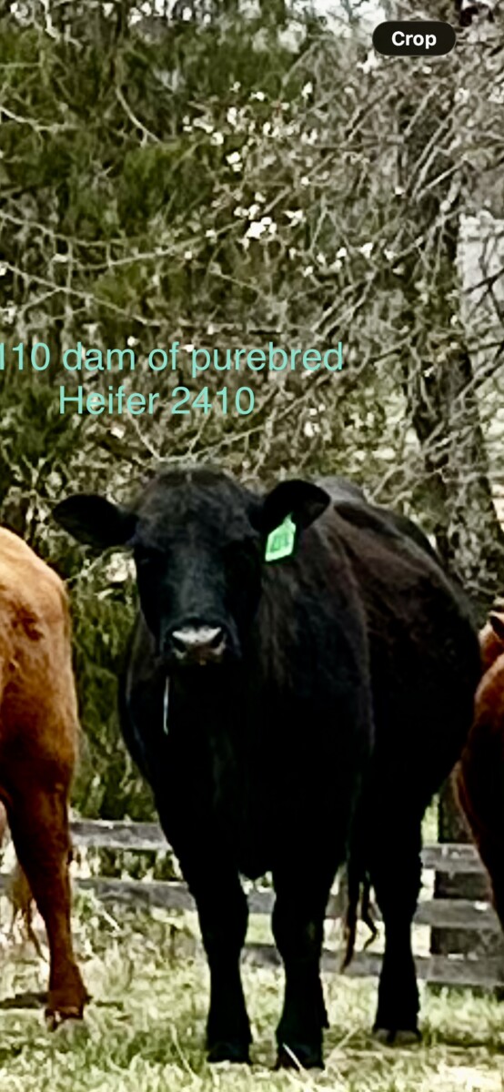 1 Fullblood Heifer & 1 Purebred Heifer