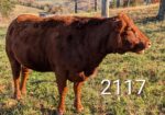 South Poll Yearling Bull – Meet “Curly”