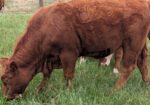 South Poll Yearling Bull – Meet “Curly”