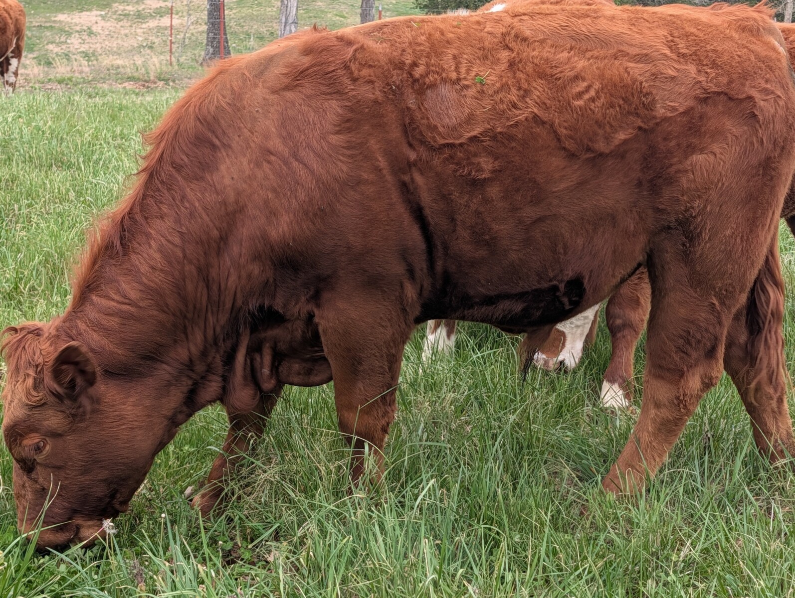 South Poll Yearling Bull – Meet “Curly”