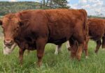 South Poll Yearling Bull – Meet “Curly”