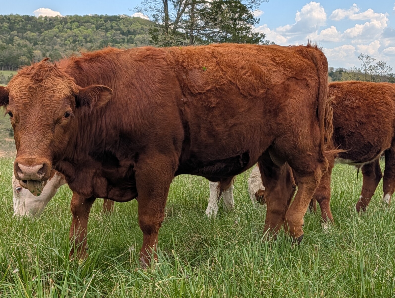 South Poll Yearling Bull – Meet “Curly”