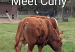 South Poll Yearling Bull – Meet “Curly”
