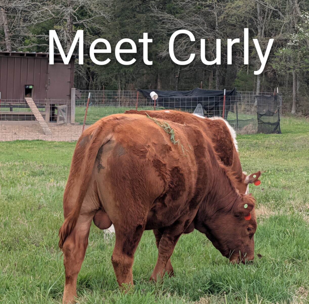 South Poll Yearling Bull – Meet “Curly”