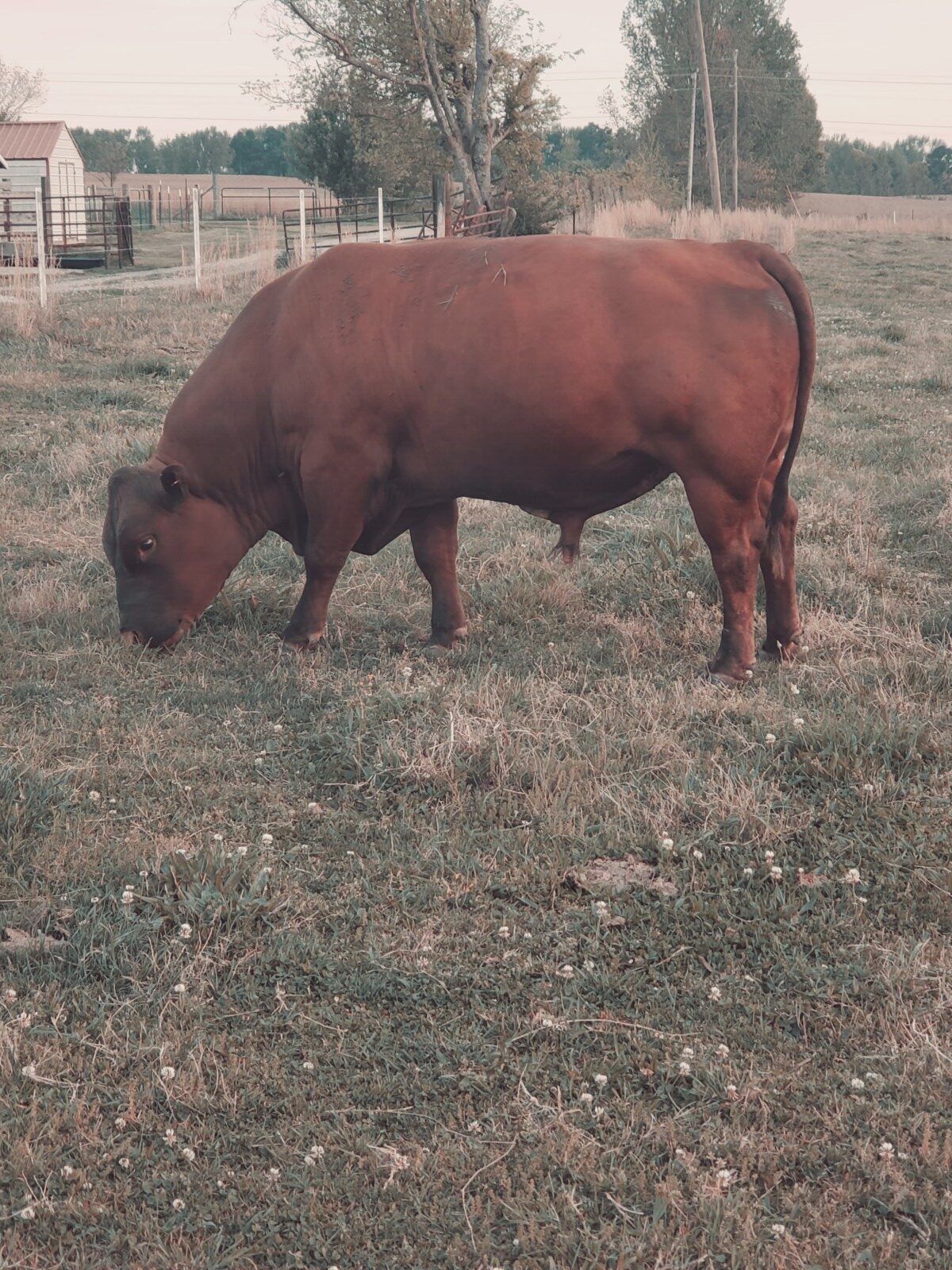 Six full blood yearling bulls