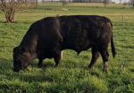 South Poll Bull – Homozygous Black