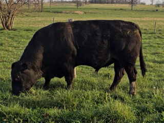 Screenshot-2026-04-23-104410