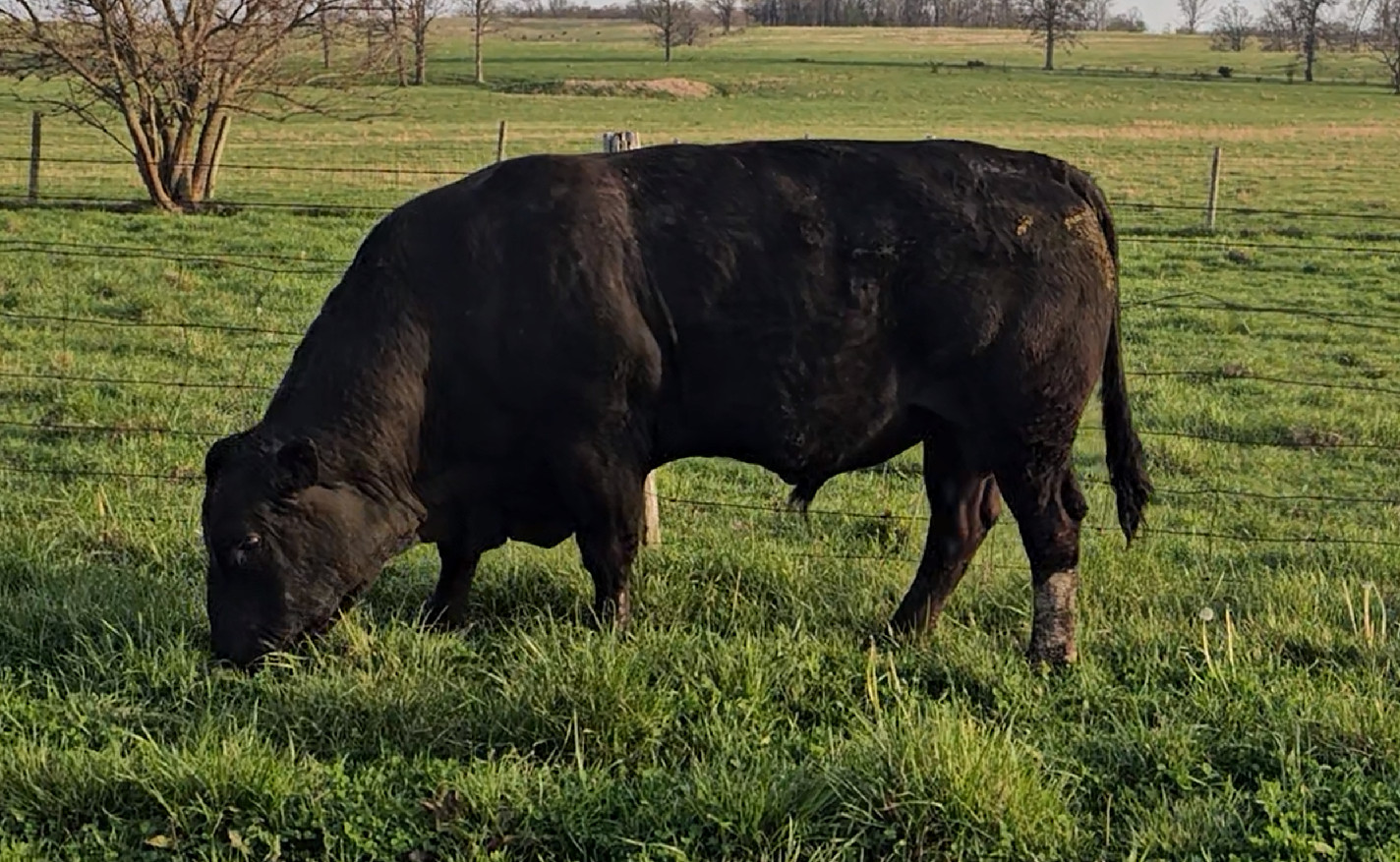 South Poll Bull – Homozygous Black