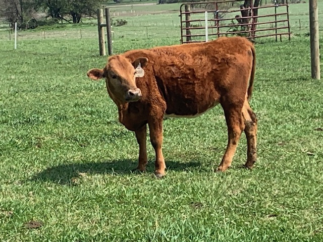 Registered 50% SP heifer.