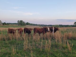 yearling-bulls
