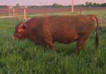 5 yr old Commercial Southpoll Bull