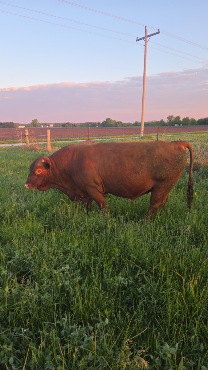 5 yr old Commercial Southpoll Bull