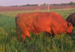 5 yr old Commercial Southpoll Bull