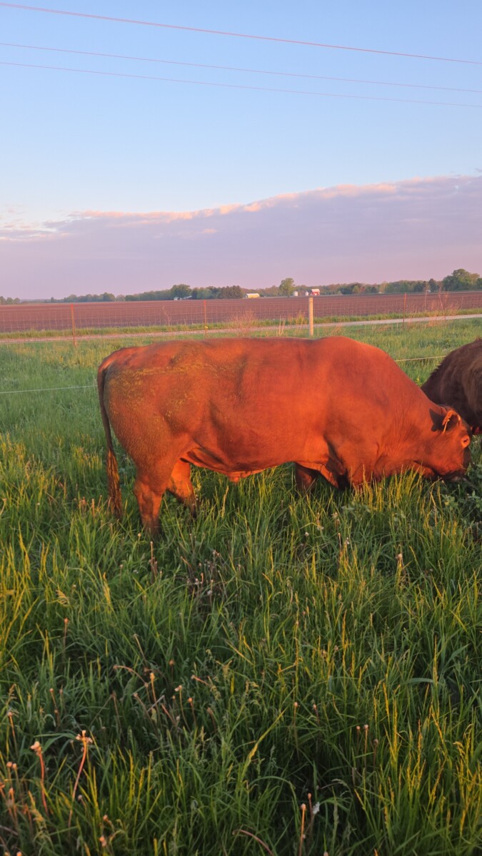5 yr old Commercial Southpoll Bull