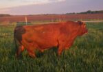 5 yr old Commercial Southpoll Bull