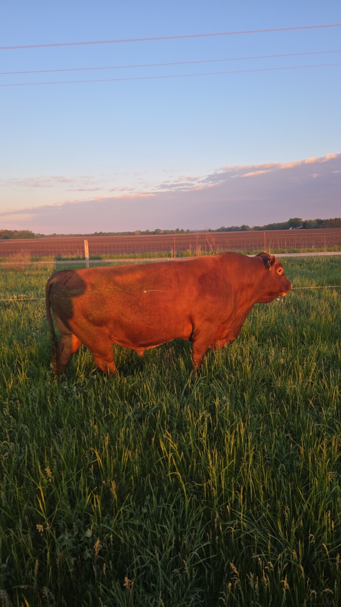5 yr old Commercial Southpoll Bull