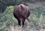 5 year old purebred bull