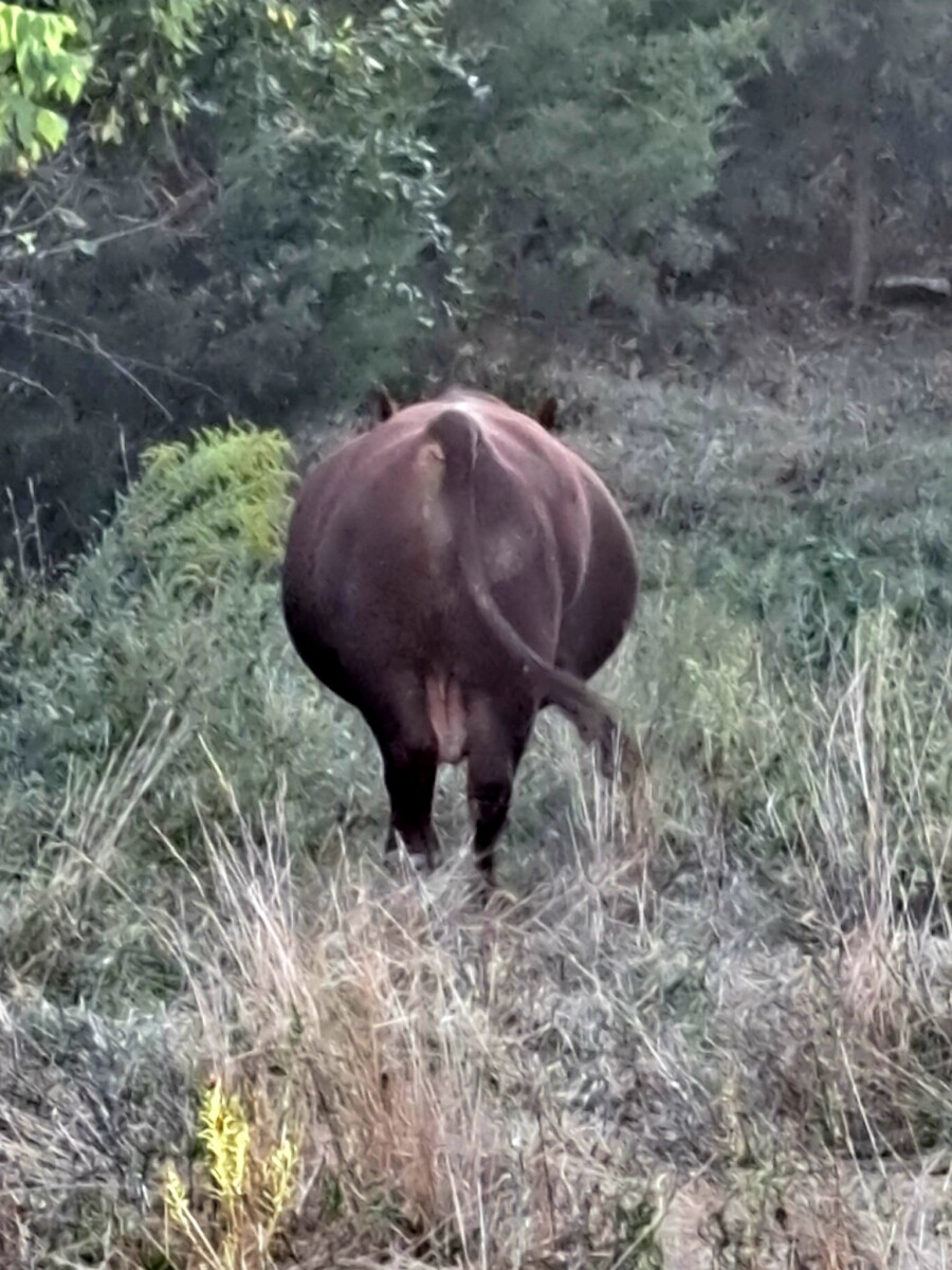 5 year old purebred bull