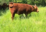 5 year old purebred bull