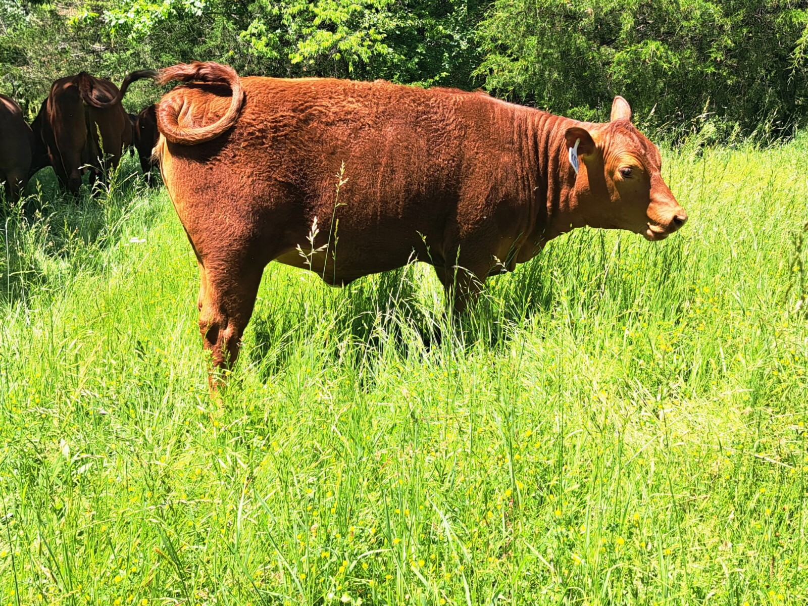 5 year old purebred bull
