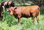 Weaned heifers for sale