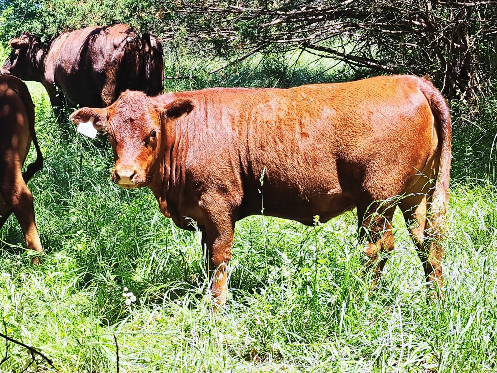 Weaned heifers for sale