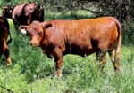 5 year old purebred bull