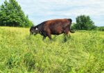 Weaned heifers for sale