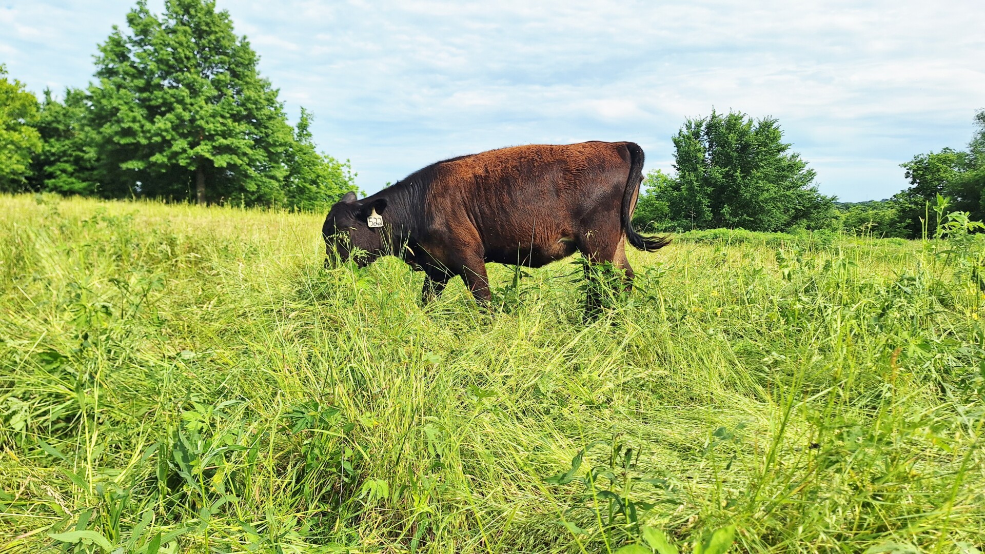Weaned heifers for sale