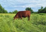 Weaned heifers for sale