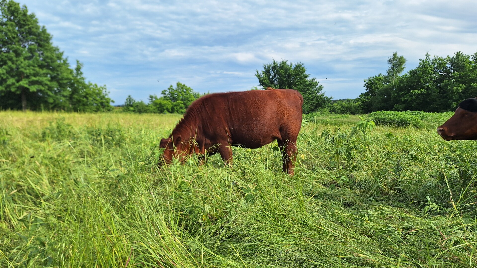 Weaned heifers for sale