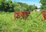 Weaned heifers for sale