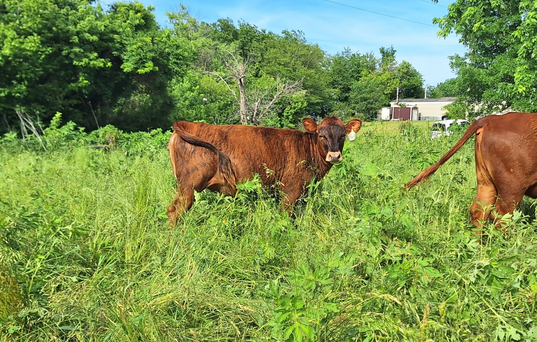 Weaned heifers for sale