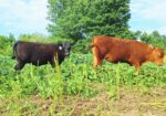Weaned heifers for sale