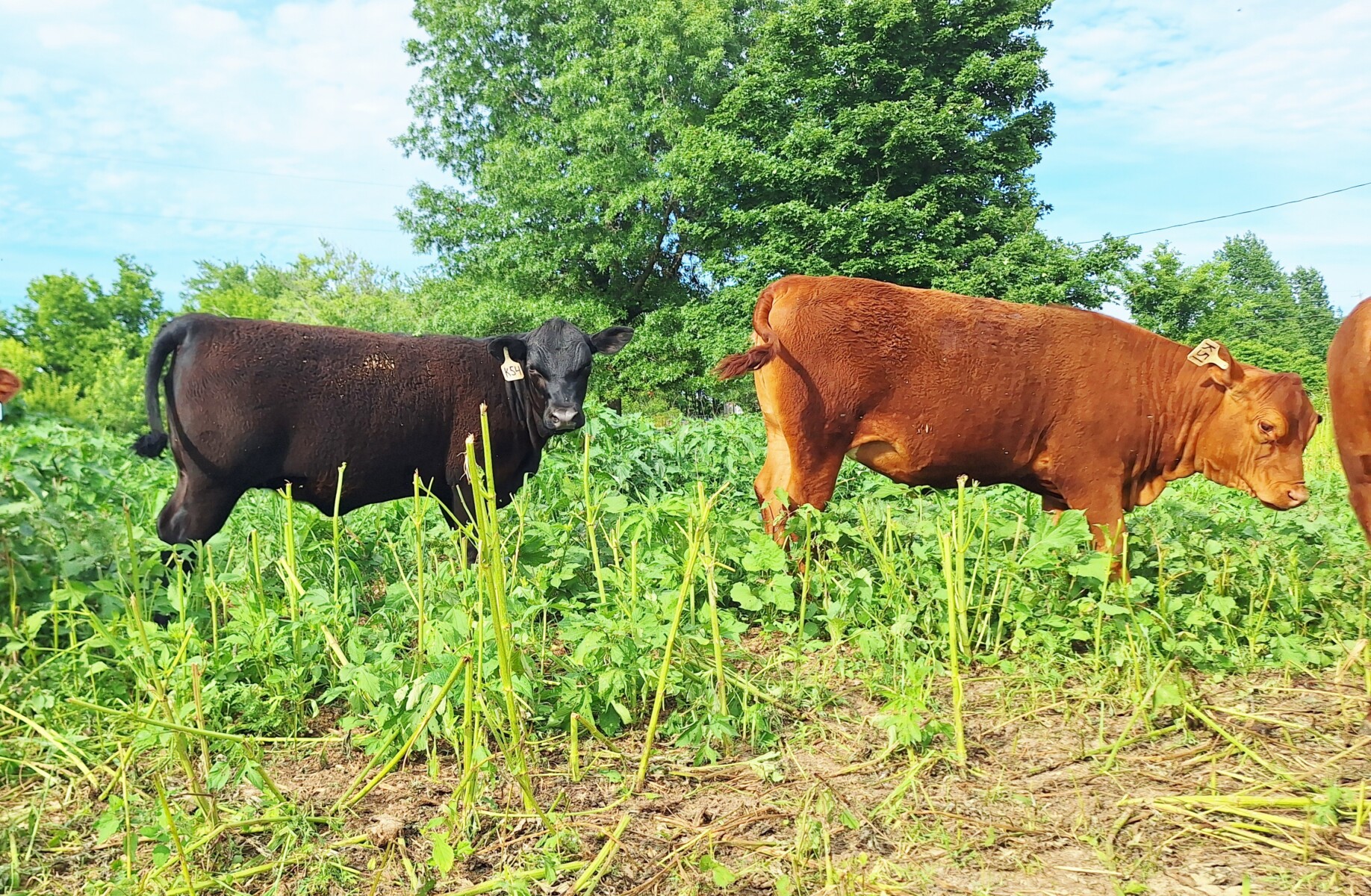 Weaned heifers for sale