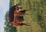 9 month old 50% South Poll bull calf. Registered once sire verified.