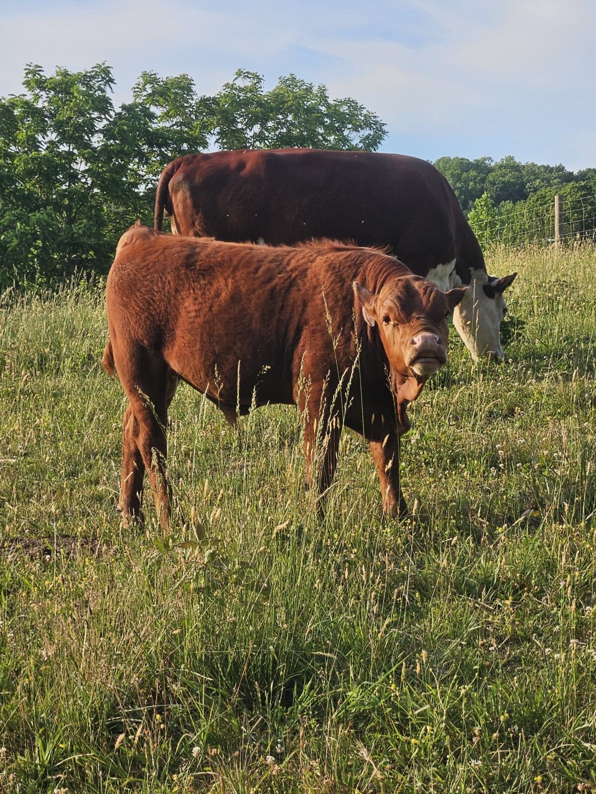 9 month old 50% South Poll bull calf. Registered once sire verified.