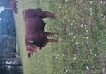 9 month old 50% South Poll bull calf. Registered once sire verified.