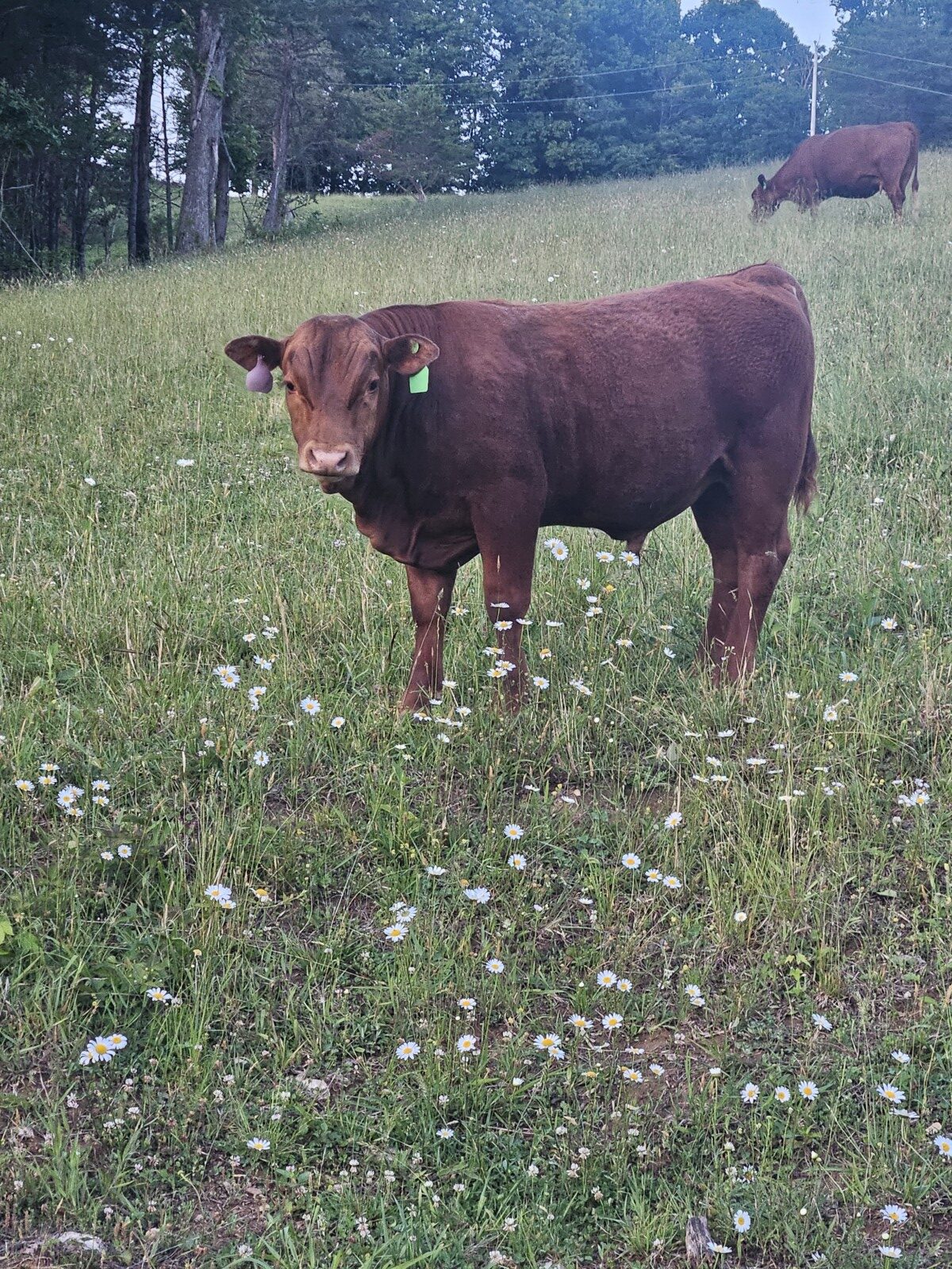 9 month old 50% South Poll bull calf. Registered once sire verified.